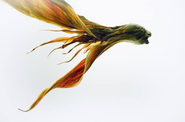 Photograph Jose Laino Strange Animal on One Eyeland